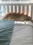 Pets pics