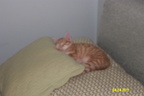 sleeping.thomas4