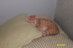 sleeping