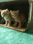 boykittens