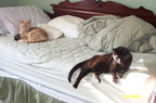 cats